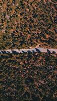 Autoroute dans le sauvage pin arbre forêt à ensoleillé jour. une magnifique faune panorama de haute Haut voir. verticale video