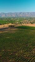 Flight over the vineyards of Sunny Napa, California, USA. Beautiful green city at backdrop of mountains and blue sky. Aerial view. Vertical video