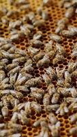 Working bees on honeycomb. The beekeeper has control over a framework with honey. Vertical video