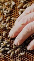 Hands of man shows a wooden frame with honeycombs. Frames of a bee hive. Beekeeper on apiary. Vertical video