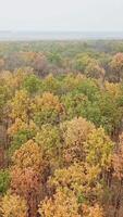 Flight over the tops of autumn forest. Drone view of colorful landscape of trees under the blue sky in fall season. Vertical video