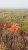 Natural view of woodland in autumn. Flying above bright colors of trees in fall at day time. Aerial view. Vertical video