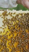 The beekeeper examines bees in honeycombs. Hands of the beekeeper. The bee is close-up. Vertical video