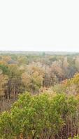 Sky view of autumn road among trees. Aerial view of autumn forest and highway with cars on one side of newly built road. Top view of car road in forest. Vertical video