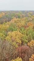 Aerial view of forest in autumn time outdoors. Beautiful scenery of colorful forest. View from above on tops of trees swinging by the wind. Vertical video