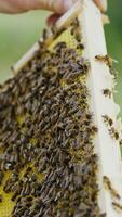 hand of man neatly holds a wooden frame with honeycomb on the background of the yard in the summer Vertical video