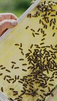 Beekeeper works with bees and beehives in the apiary. Beekeeping concept Vertical video