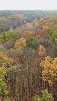 Top of trees in autumn landscape. Drone flight over the colorful forest into the road with machinery during asphalting. Aerial view. Vertical video
