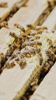 beekeeper works on an apiary, an open beehive. Frames with honey. An apiary in the summer. Vertical video