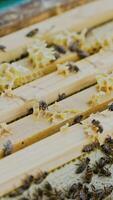 Frames of a beehive. Working bees in a hive. Bees turn nectar into honey. Vertical video