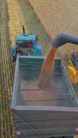 Modern combine harvester unloading grain into the trucks trailer on sunny summer day. Vertical video