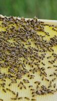 hands of man shows a wooden frame with honeycombs on the background of green grass in the garden. Life of worker bees Vertical video