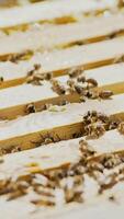 beekeeper works on an apiary, an open beehive. Frames with honey. An apiary in the summer. Vertical video