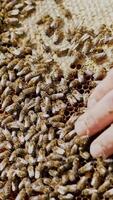 a beekeeper keeps a wooden frame with honeycomb and bees. Close-up of honey bee Vertical video
