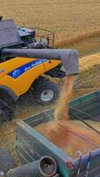 Combine harvester in action on wheat field. Harvesting is the process of gathering a ripe crop from the fields. Vertical video
