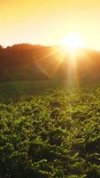 Green vineyards planted in rows in the rays of setting sun. Drone flying over the agricultural field limited with thick trees. Orange sky at backdrop. Vertical video