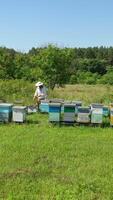 Apiary among green nature. Wooden beehives on the field. Beekeeper working on a bees farm in sunny day. Apiary concept. Vertical video