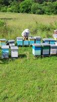 Apiary in the countryside. Apiarist examining bees near beehives. Wooden hives among green nature. Camera moves to the right. Drone view. Vertical video