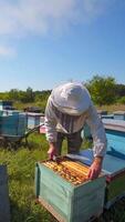 Farmer on the apiary. Male apiarist in protective hat examining bees in wooden hives. Beehives among green nature under blue sky. Apiculture. Vertical video