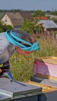 Beekeeping process in the countryside. Apiculturist works with chimney in the beehive to calm down bees. Apiary in the rural place. Vertical video