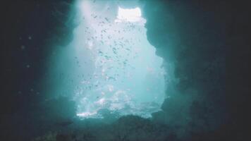 Exploring the mesmerizing underwater cave teeming with vibrant marine life video