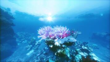 Exploring vibrant coral reefs beneath the sunlit ocean surface video