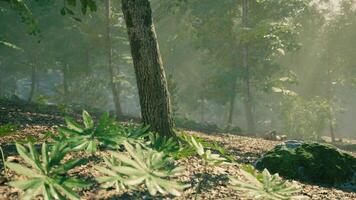 Tranquil forest landscape with sun rays filtering through trees in spring video