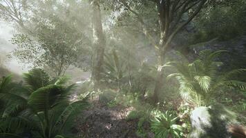 Lush forest landscape with sunlight filtering through trees at midday video