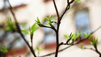 Close up of young tree green leaves on a spring day. Stock footage. Tree branch on a blurred building background. video