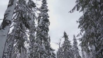 Beautiful winter landscape with Christmas trees on cloudy day. Clip. Driving through winter forest with tall snow fir trees. Bottom view of tall snow fir trees in forest on background cloudy sky video