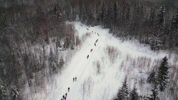 Aerial view of winter forest and a group of hikers. Clip. People walking on white snowy ground surrounded by dense forest. video