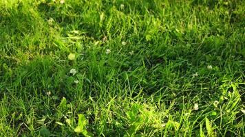 A quiet place for privacy. Concept. A green forest with grass and a clearing on which the bright rays of the sun fall. video
