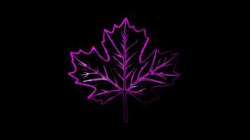 Neon frame effect, Maple Leaf Used during Canadian Thanksgiving on black background video