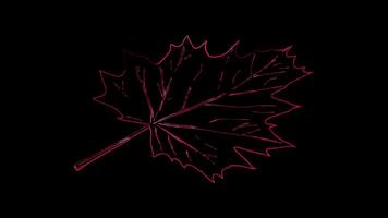 Neon frame effect, Maple Leaf Used during Canadian Thanksgiving on black background video
