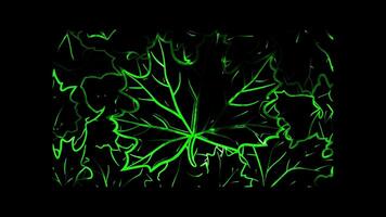 Neon frame effect, Maple Leaf Used during Canadian Thanksgiving on black background video