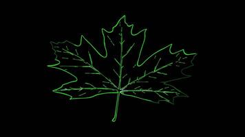 Neon frame effect, Maple Leaf Used during Canadian Thanksgiving on black background video