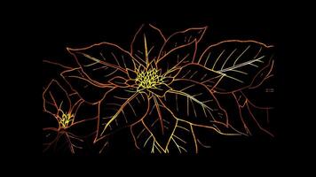 Neon frame effect, Poinsettia A Christmas flower representing the holiday spirit black background video