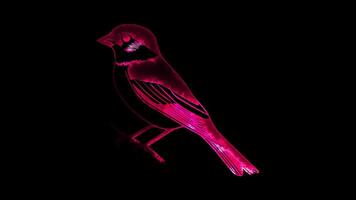 Neon frame effect, Sparrow Often seen in spring festivals and celebrations on black background video