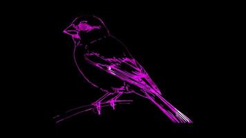 Neon frame effect, Sparrow Often seen in spring festivals and celebrations on black background video