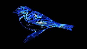 Neon frame effect, Sparrow Often seen in spring festivals and celebrations on black background video