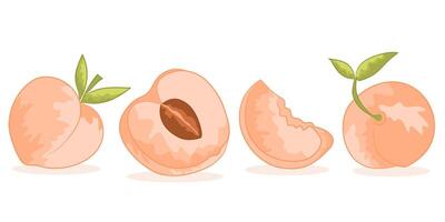 Hand drawn abstract peach set with shadow. Collection of whole and cut peaches and leaves illustrations isolated on white background. Fresh juicy fruits clip art vector