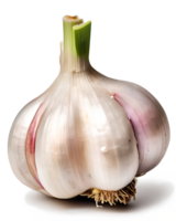 Garlic bulb isolated on transparent background. png