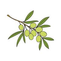 Olive branch with green fruits, isolated on white background. vector