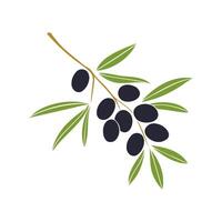 Olive branch with dark fruits, isolated on white background. vector