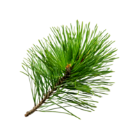 a branch of a pine tree on a transparent background png