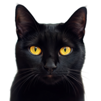Black Halloween Cat with Striking Yellow Eyes Perfect for Spooky Themes Transparent Background png