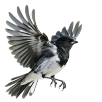 A black and white bird with its wings spread png