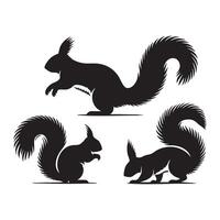 Collection of squirrel images in shadow form on white vector