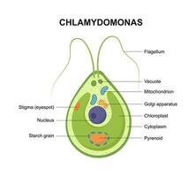 Chlamydomonas. The structure of the algae cell. vector