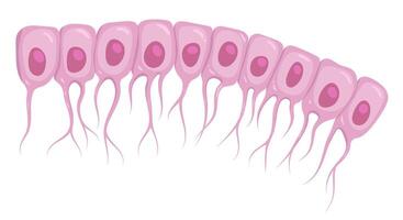 Illustration of ependymal cells, a type of glial cell. Ependymocytes vector